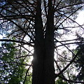 Самое большое дерево на Валааме